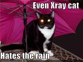 Even Xray cat  Hates the rain
