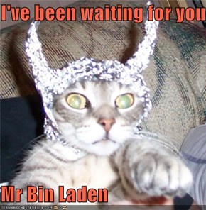 I've been waiting for you...  Mr Bin Laden