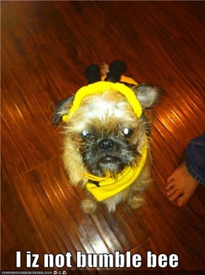 I iz not bumble bee
