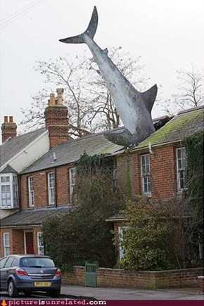Unexpected Shark Attack