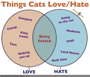 Things Cats Love/Hate