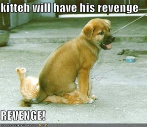 kitteh will have his revenge  REVENGE!