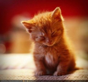 Cyoot Kitteh of teh Day: Iz Nawt Sleepin, Iz Meditaytin!