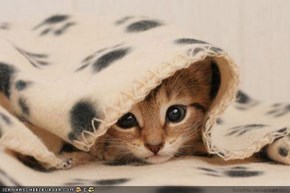 Cyoot Kitteh of teh Day: Undercover