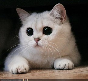 Cyoot Kitteh of teh Day: My, Wut Big Eyez Ai Has!