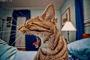 GIF: The Tiger Within