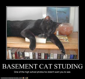 BASEMENT CAT STUDING