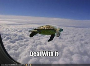 Tortoises Gonna Tort