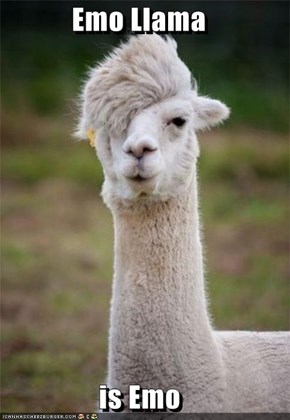 Emo Llama  is Emo