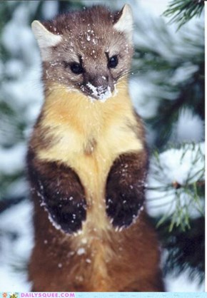 Sweet Standing Marten