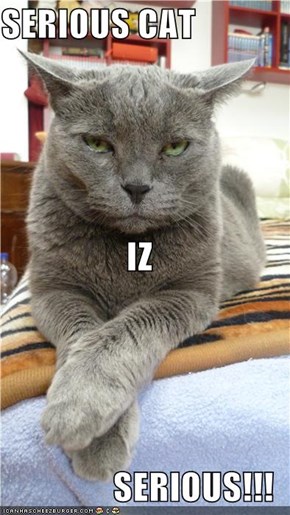 SERIOUS CAT IZ SERIOUS!!!