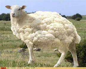 Caulisheep