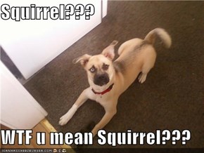 Squirrel???  WTF u mean Squirrel???