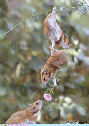 Romantic animals