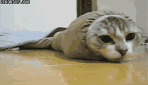 GIF: Purrito Attack!