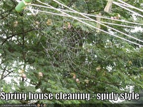 Spring house cleaning - spidy style