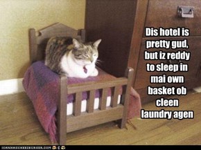 Dis hotel is pretty gud, but iz reddy to sleep in mai own basket ob cleen laundry agen