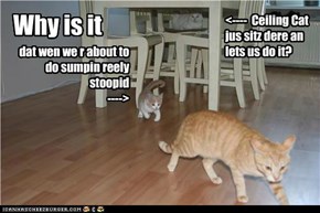 Felology 101 pop quiz