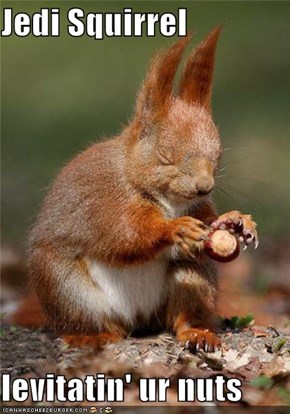Jedi Squirrel