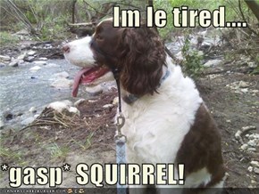 Im le tired....  *gasp* SQUIRREL!
