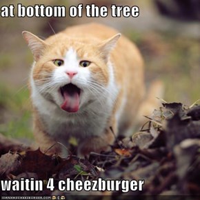 at bottom of the tree  waitin 4 cheezburger
