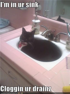 I'm in ur sink  Cloggin ur drainz