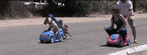 Dogs VS humans race
