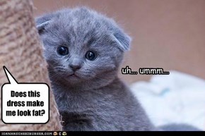 Baby Moral Gray Area Kitteh's First Dilemma