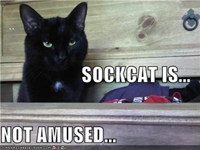 SOCKCAT IS... NOT AMUSED...