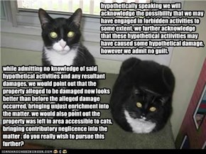 when lawyers adopt cats