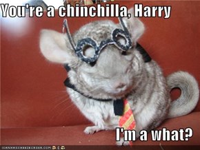 You're a chinchilla, Harry  I'm a what?
