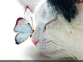 Cyoot Kitteh of teh Day: From Caterpillar to Butterfly