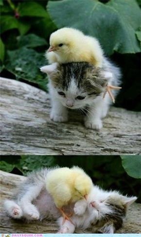 Chick Magnet