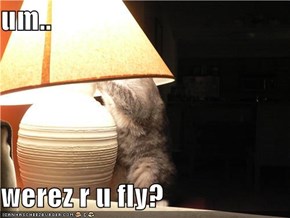 um..  werez r u fly?