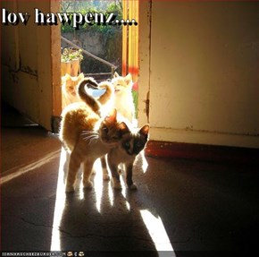lov hawpenz....