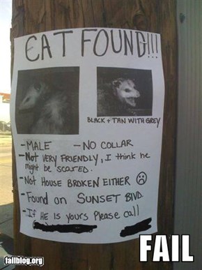 Cat Identification Fail