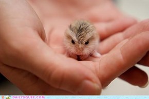 The Cutest, Littlest, Grumpiest Hampster