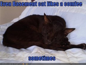 Even Basement cat likes a comfee  sometimes