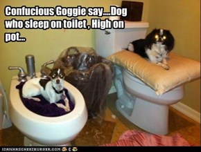 Confucious Goggie say....Dog who sleep on toilet , High on pot...