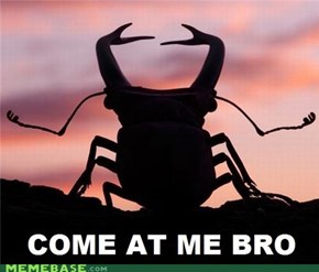 Come at me bro!