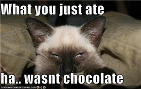 What you just ate  ha.. wasnt chocolate