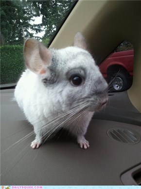 "Dashing" Chinchilla