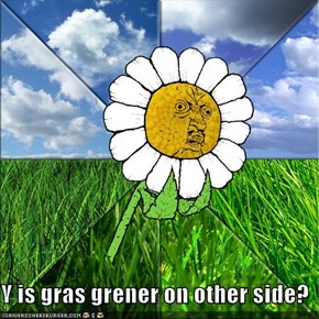 Y is gras grener on other side?