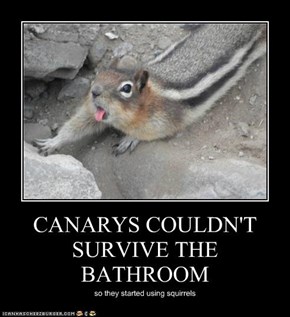CANARYS COULDN'T SURVIVE THE BATHROOM