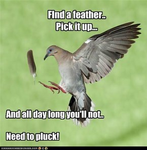 FInd a feather.. Pick it up...
