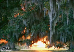 Mother Nature FTW: Louisiana Sunset
