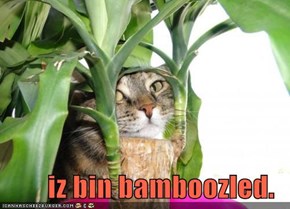 iz bin bamboozled.