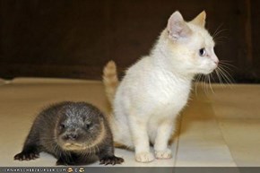 Cyoot Kitteh of teh Day: Dis Iz a Weerd Lewkin' Kitteh...