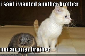 i said i wanted another brother  not an otter brother