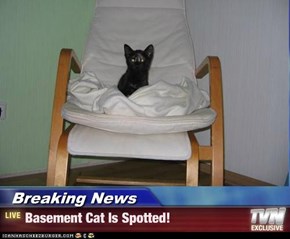 Breaking News - Basement Cat Is Spotted!